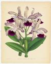 (BOTANICAL.) Warner, Robert. The Orchid Album, comprising Coloured Figures and Descriptions of New, Rare and Beautiful Orchidaceous Pla
